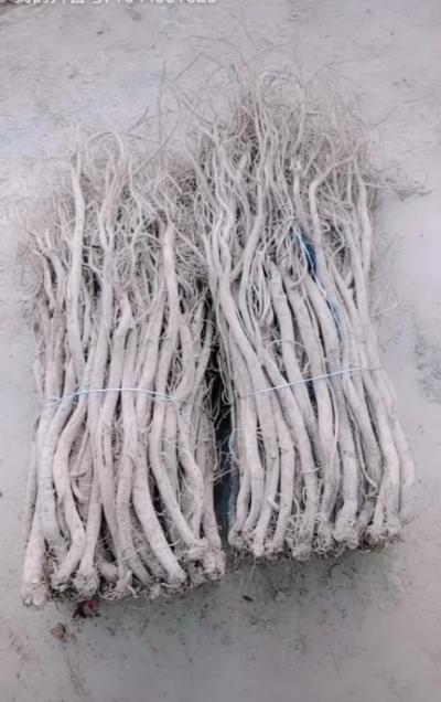普片川牛膝已经在大量栽植，有需要的可以提前预定了