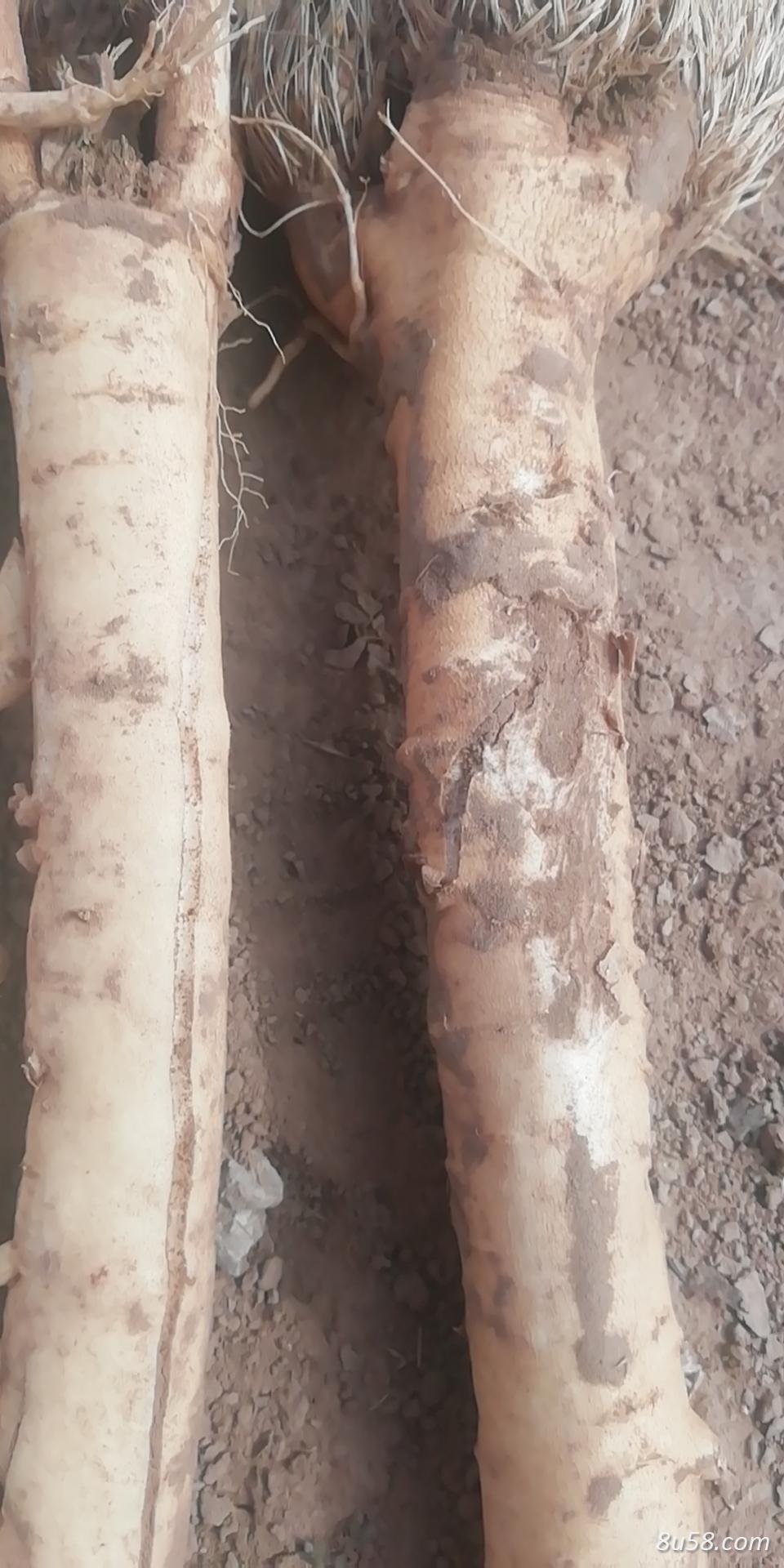 防风鲜货