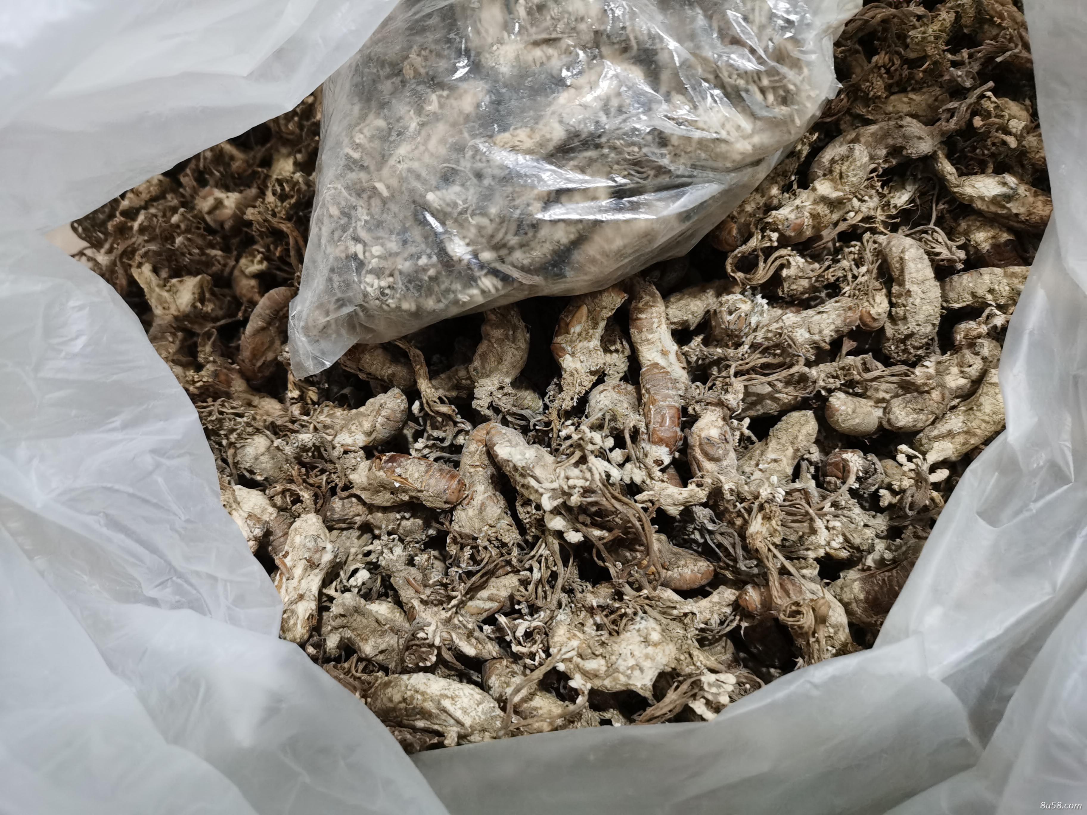 纯天然野生金蝉花（自己挖的数量有限））