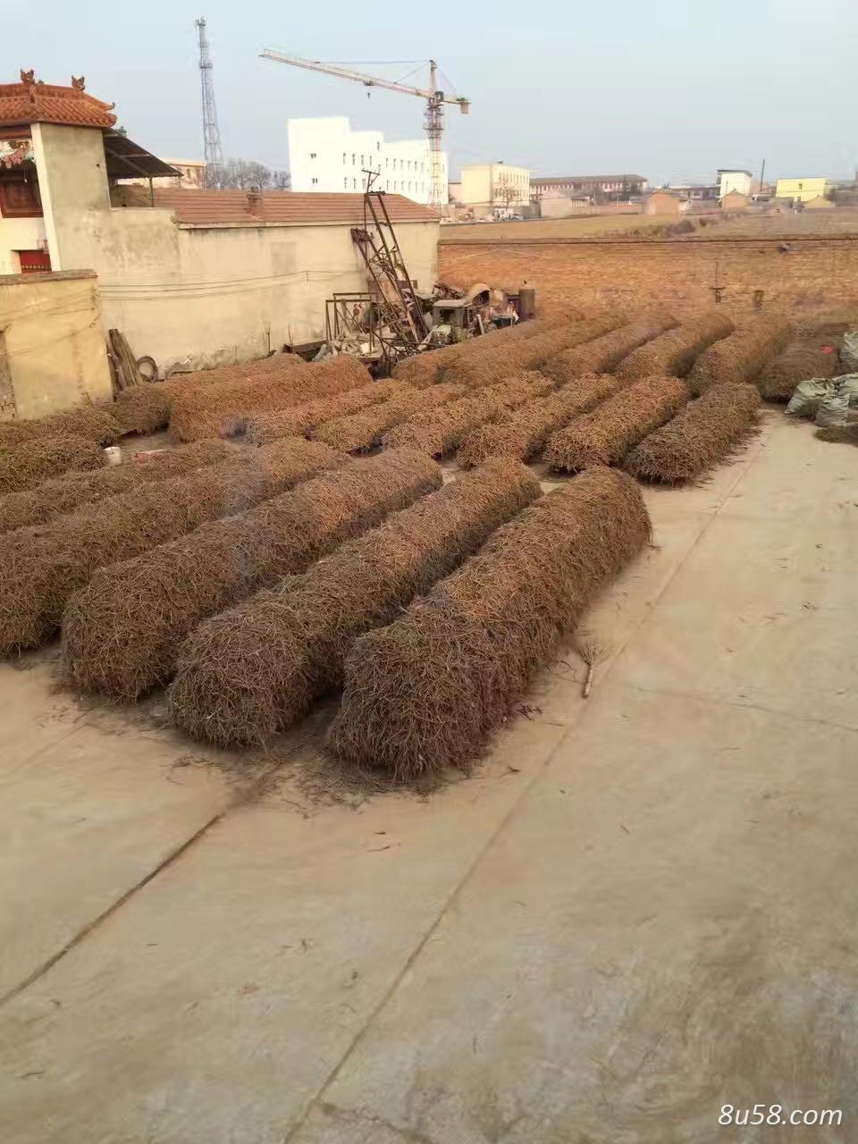 山西万荣黄芩出售 多种规格 统条个子无头统片选条