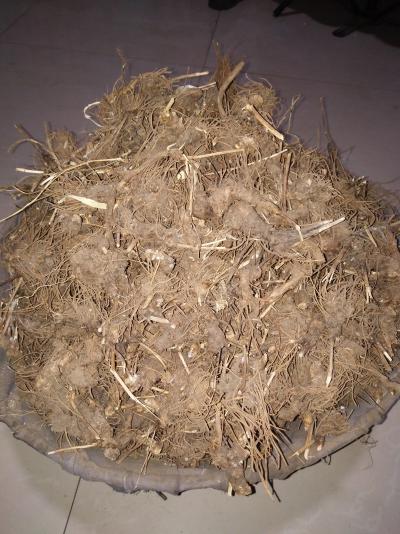 大量苍术求收购
