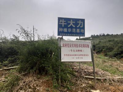 出售150亩，6年牛大力，现定现挖