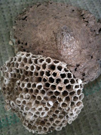 蜂房 软蜂房 马蜂窝