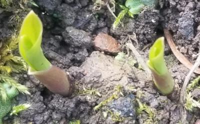 有一点白芨卖有意者联系