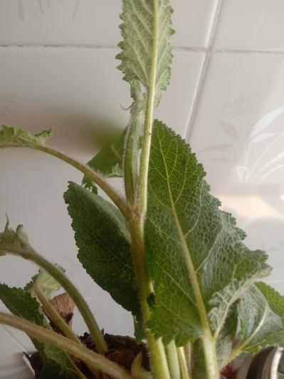 荔枝草