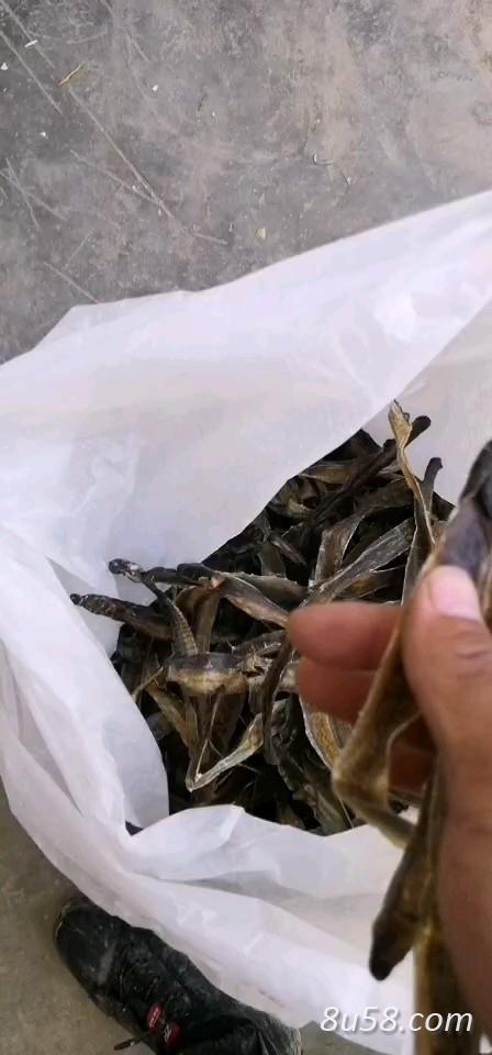 长期供应全开地龙干货 长期供应全开地龙干货