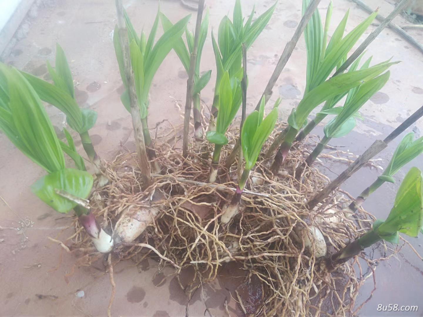 白及块茎苗 白及块茎苗