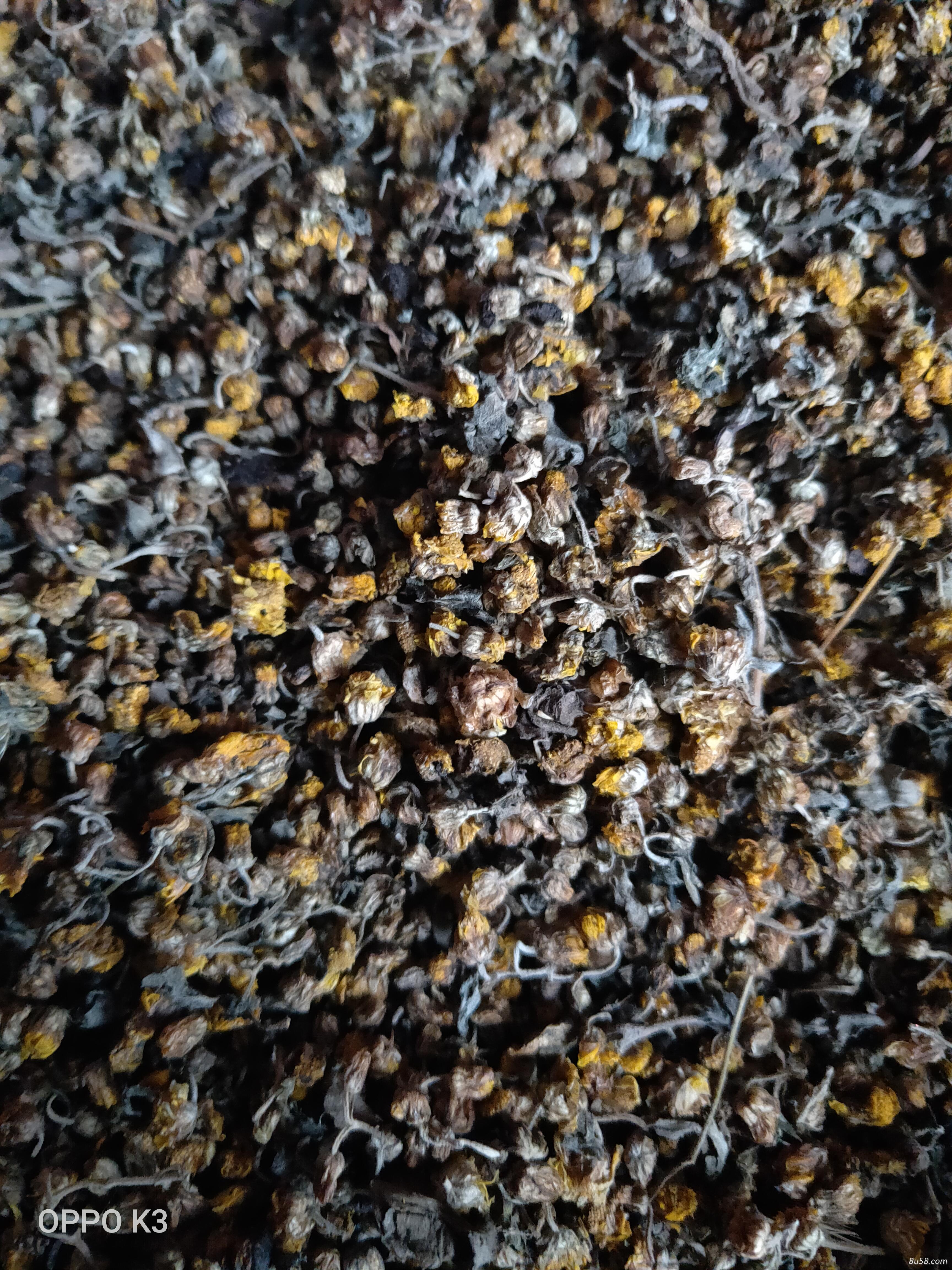 夜菊花1.5吨有需要的可联系