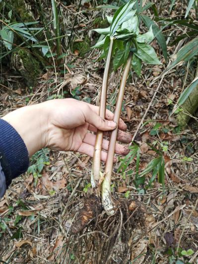 本公司本着乡村振兴开展，现带动乡镇村民种植了大量的名贵中药材，如重楼等中药材种植与加工