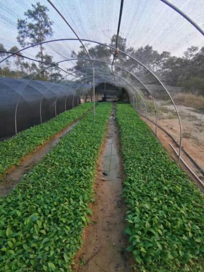五指毛桃树苗南方北方四季可种植煲汤调料