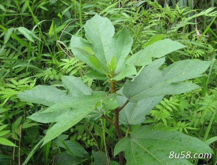 求收购野生五指毛桃
