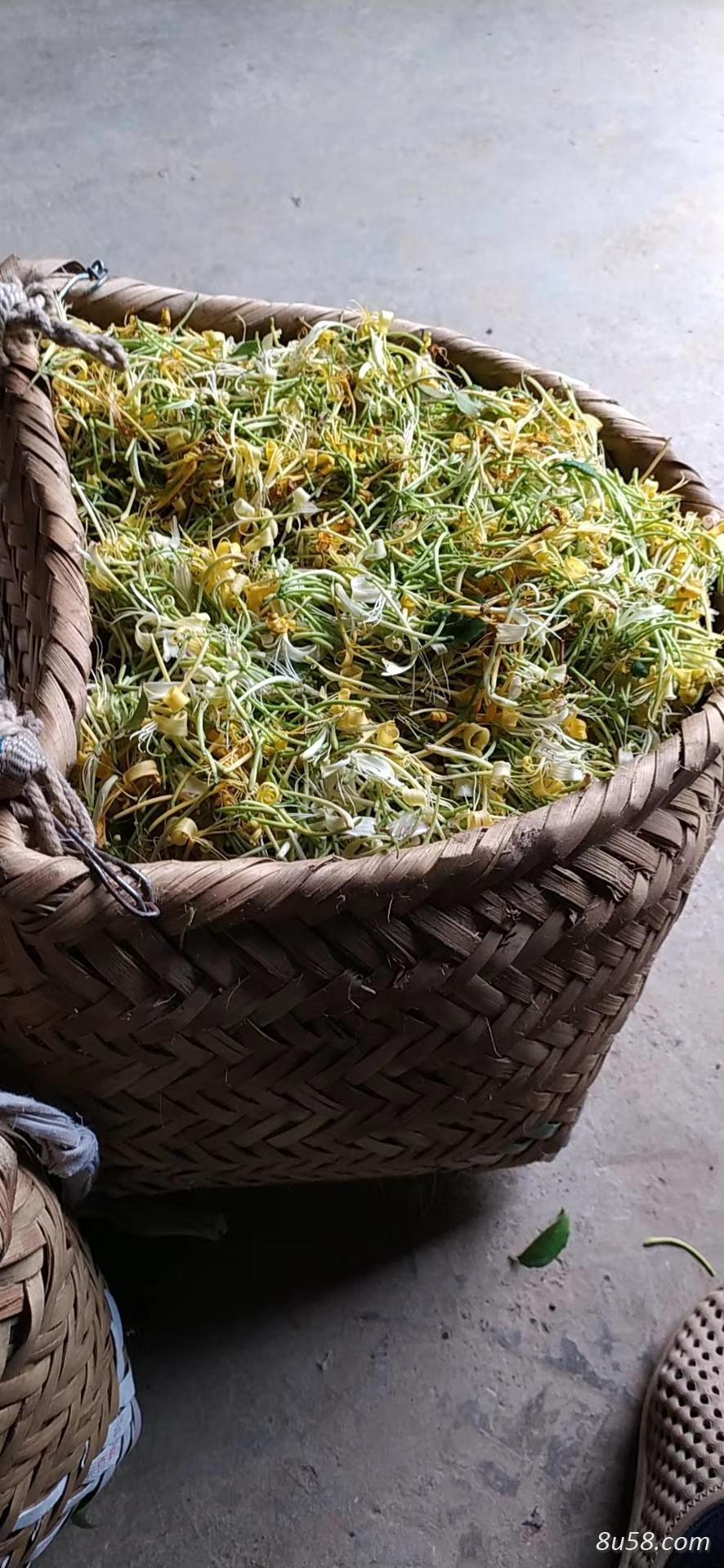 金银花预卖 金银花预卖