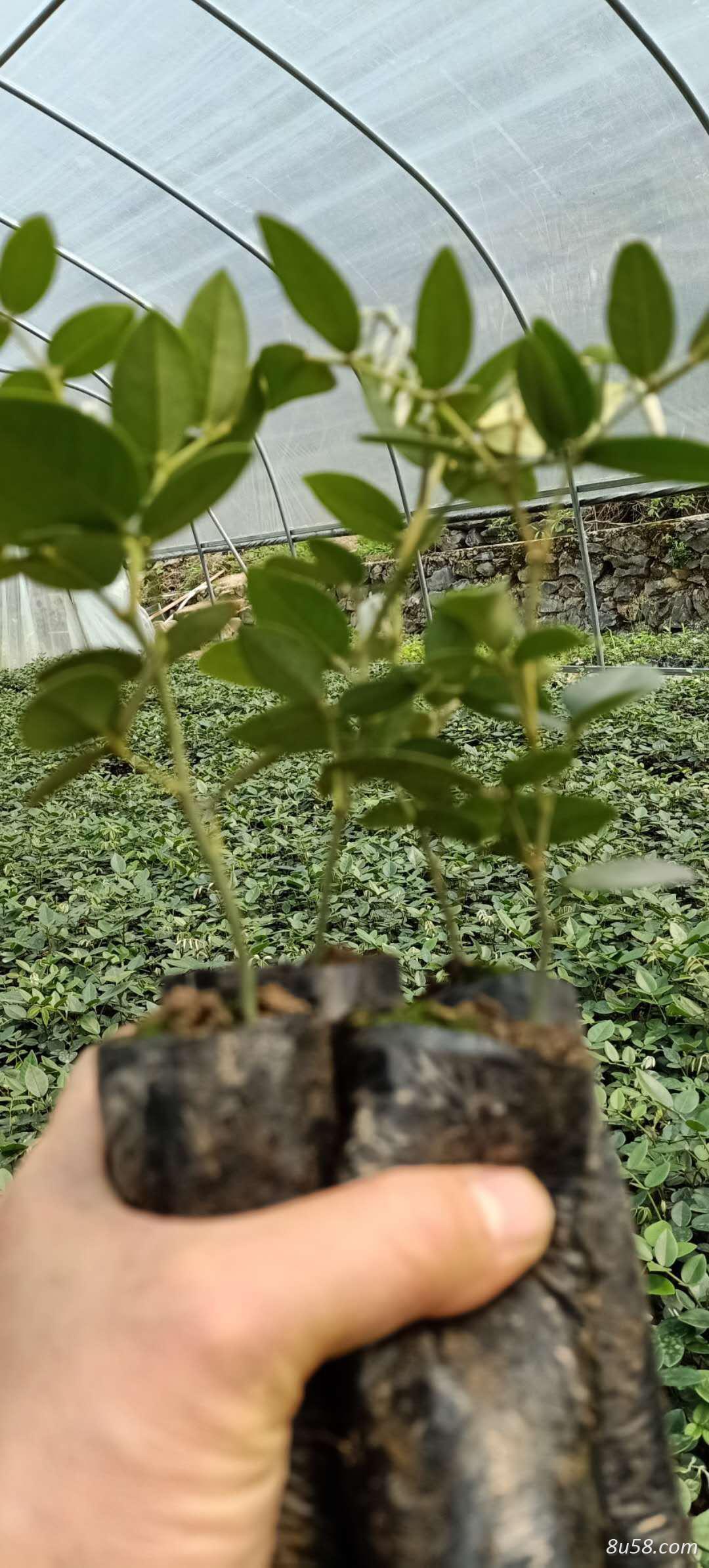 大量出售山豆根1年苗（杯苗）