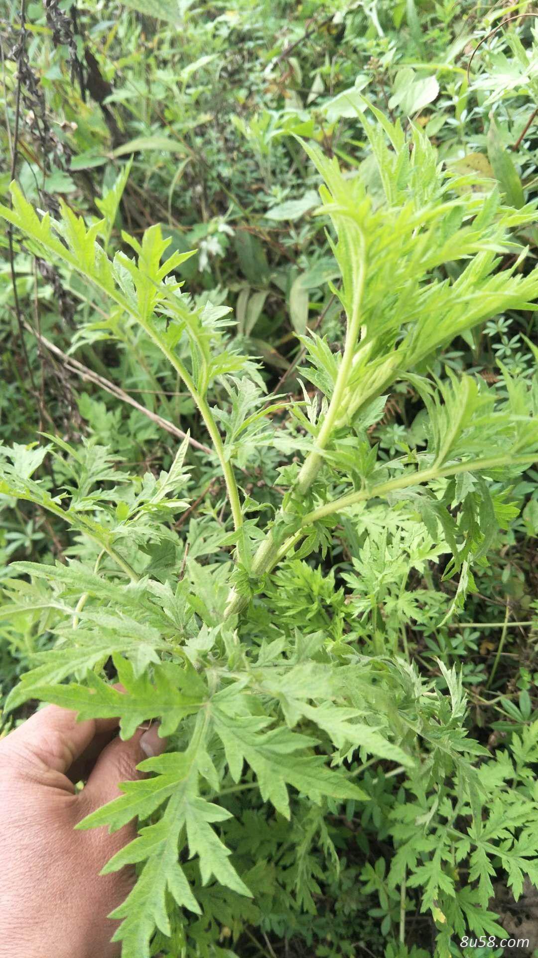艾草（纯野生）