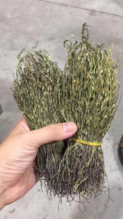 独脚金