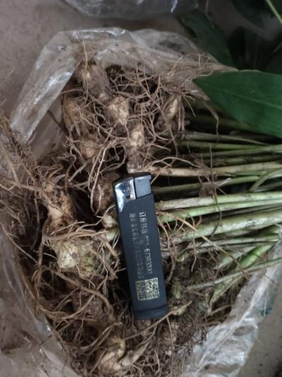 多花黄精 黄精 芽头/种苗/种茎提供技术指导