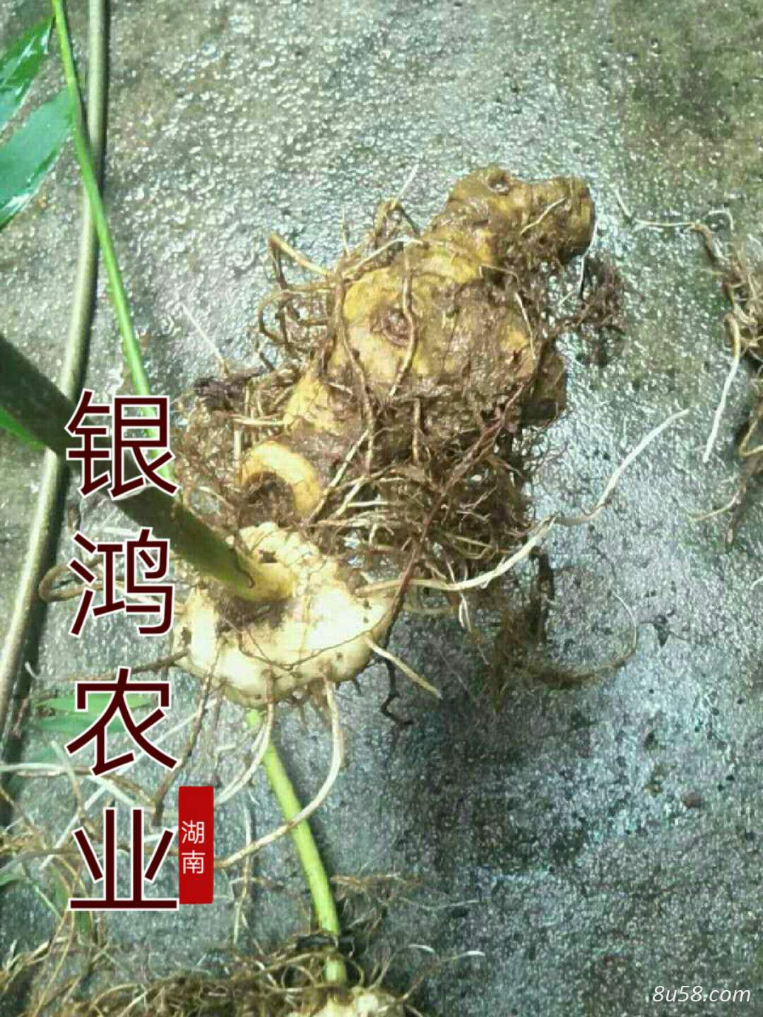 黄精种苗供应，种茎不低于1.5公分