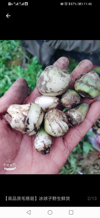 水白及，毛慈菇，山慈菇，冰球子