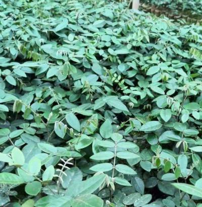 山豆根种苗出售