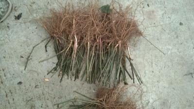 大量出售纯野生草珊瑚