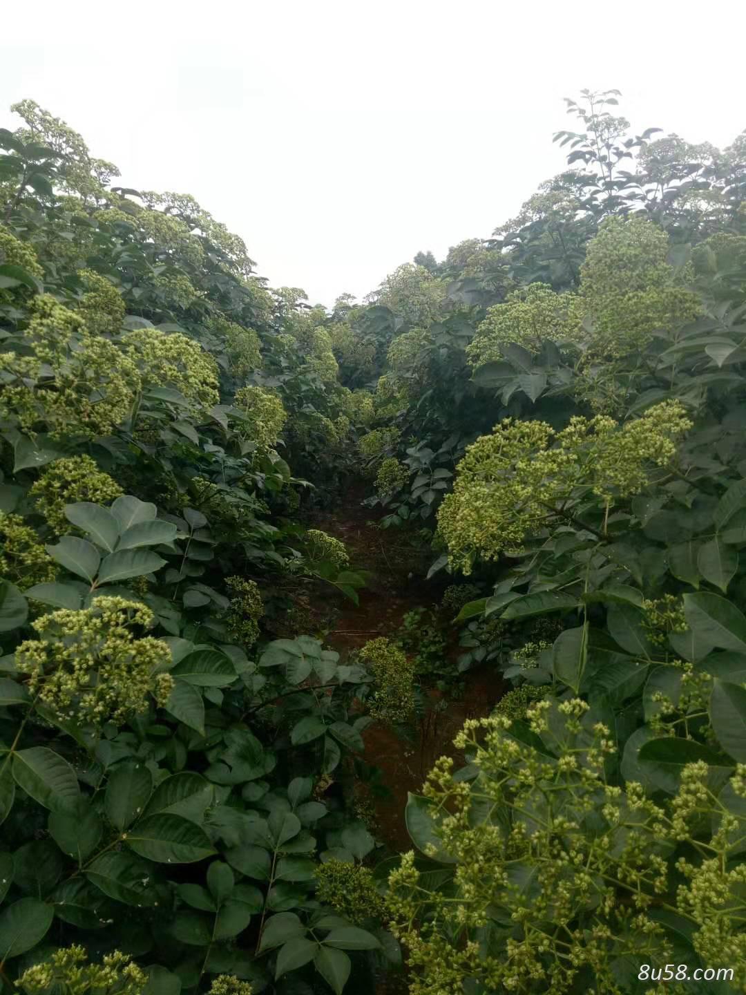 中花吴茱萸苗