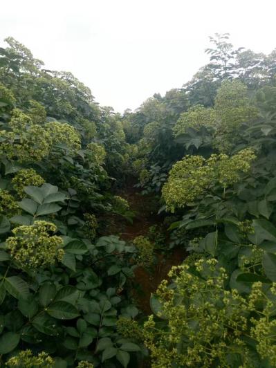 中花吴茱萸苗