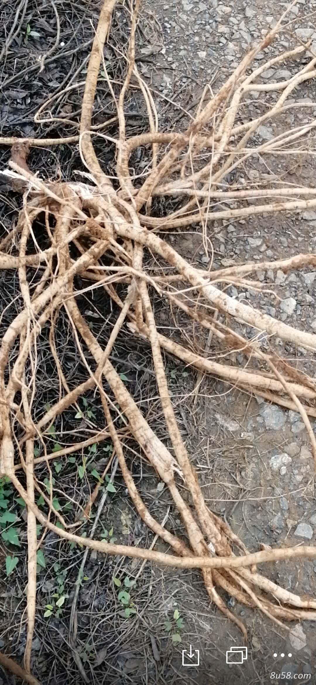 优质牛大力