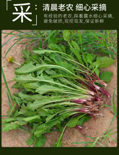 山西省运城市蒲公英