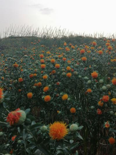 大量出售本地农家种植红花