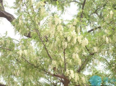 洋槐花大量供应
