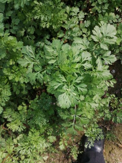 河南野生老鹤草干货