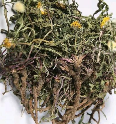50吨全品干蒲公英待出售