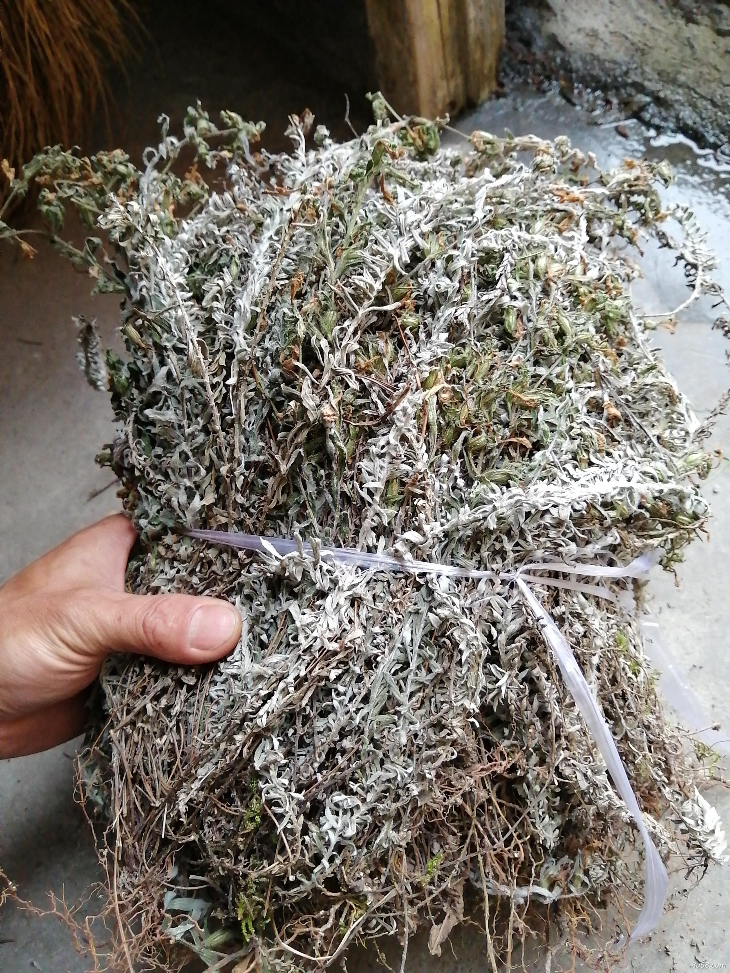 鹿茸草出售
