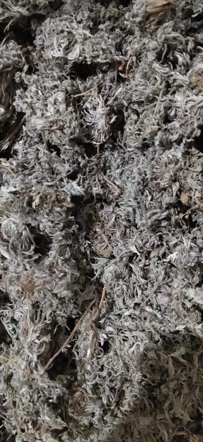 茵陈10吨