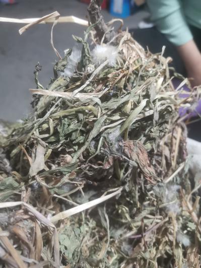 新疆野生蒲公英