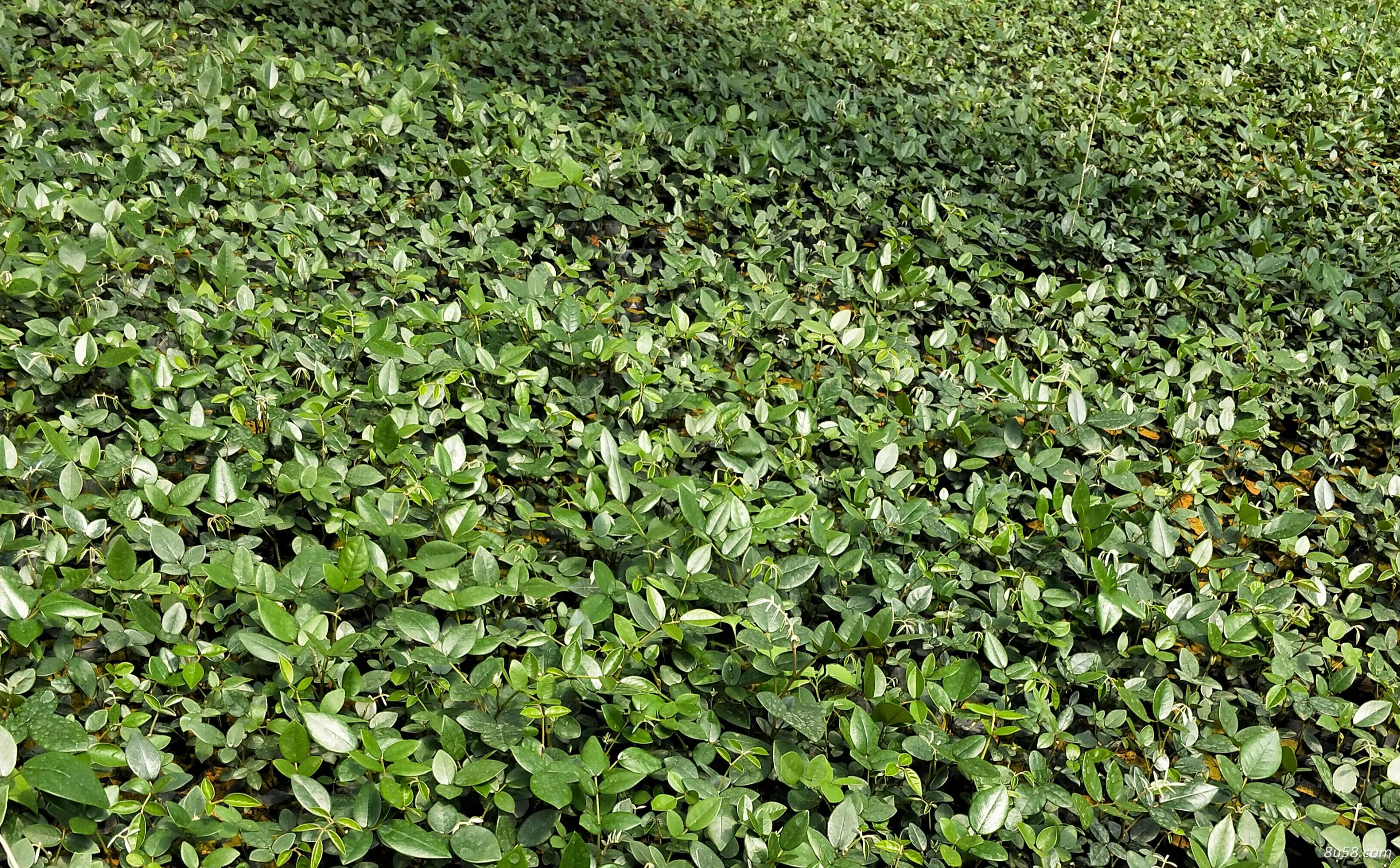 山豆根种苗