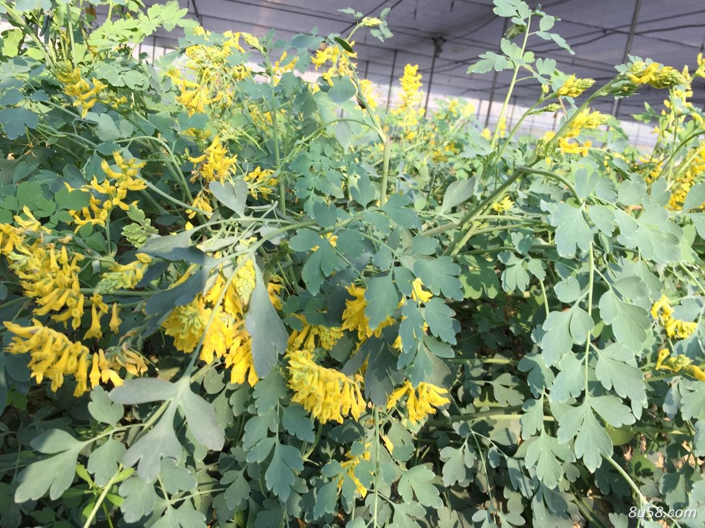 贵州省最大岩黄连种植基地欢迎各大企业个人前来参观考察洽谈合作