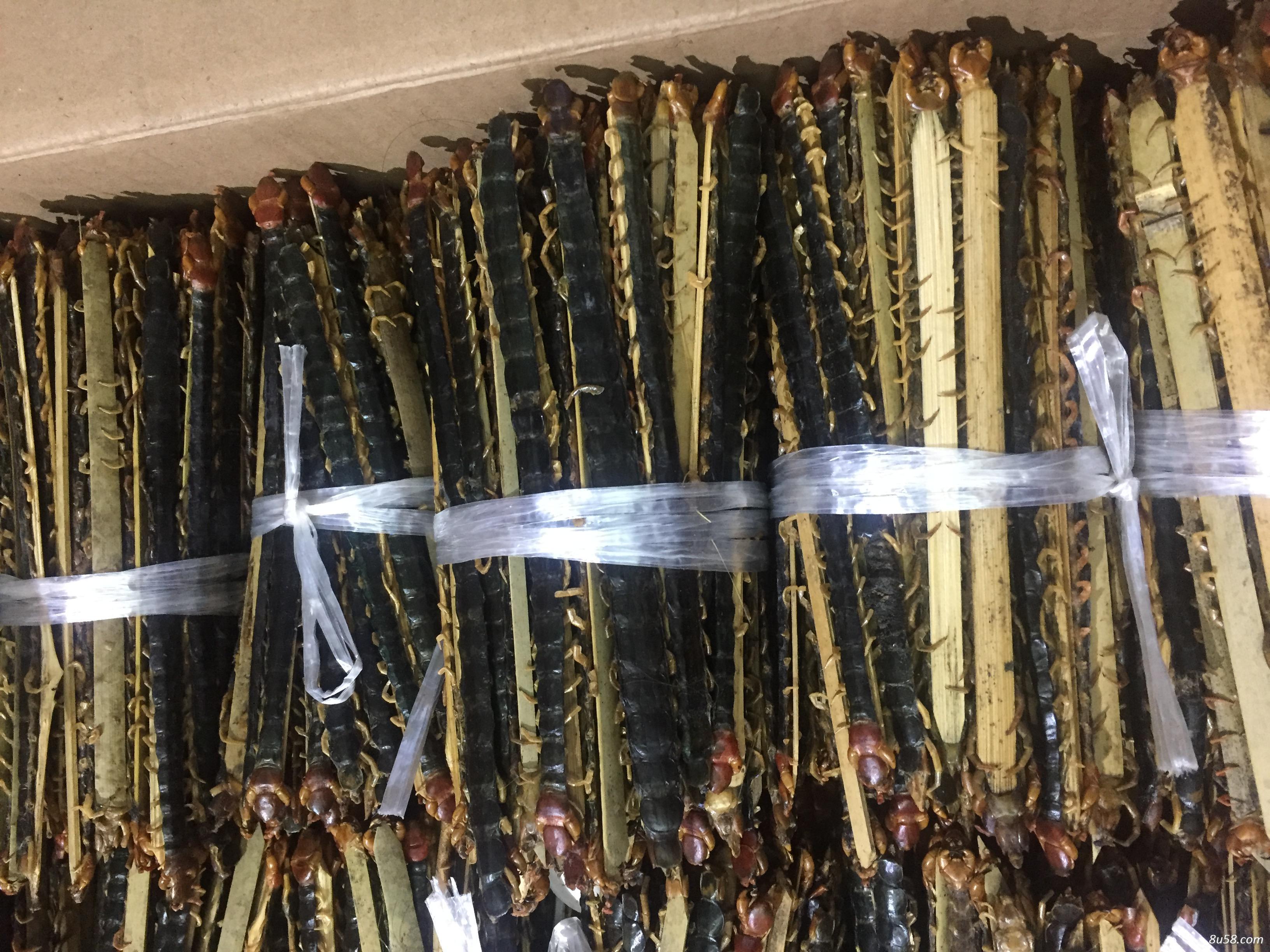 长期供应野生蜈蚣 各种尺寸