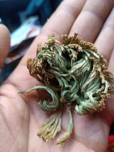 有大量的多年野生卷柏