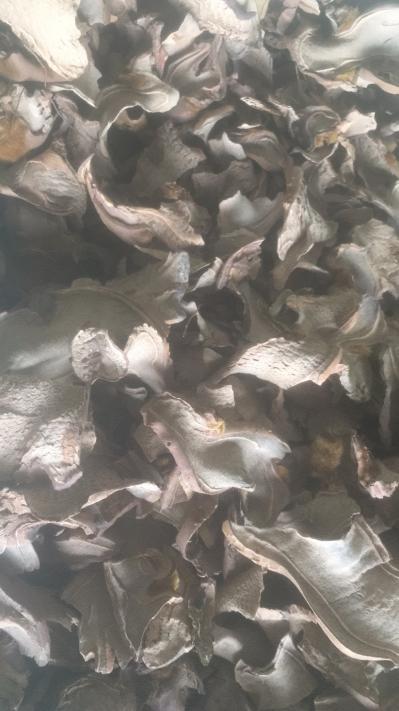 常年供应金毛狗脊统片