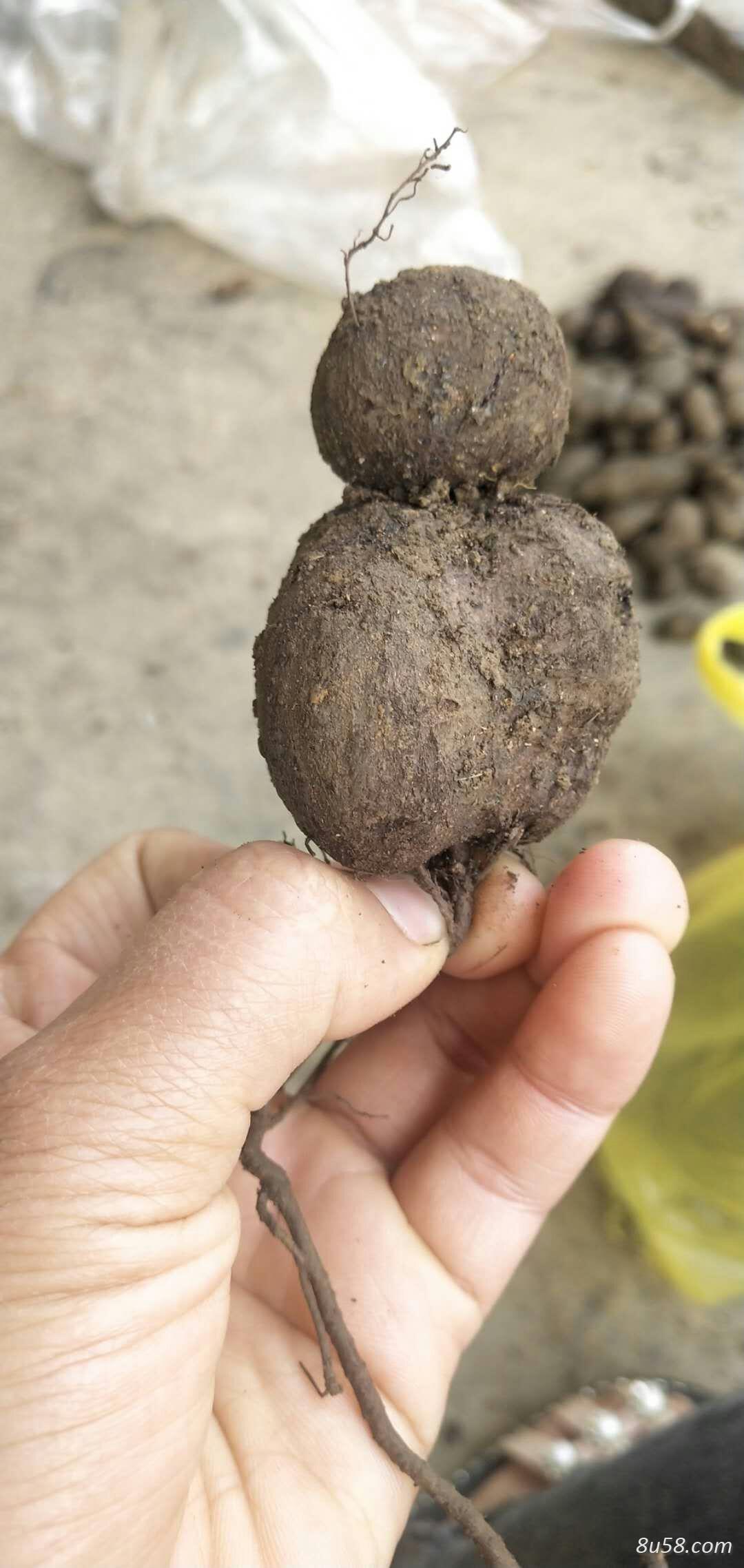 大量野生三叶青