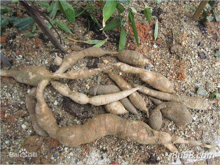 广西柳州牛大力种植户 广西柳州牛大力种植户