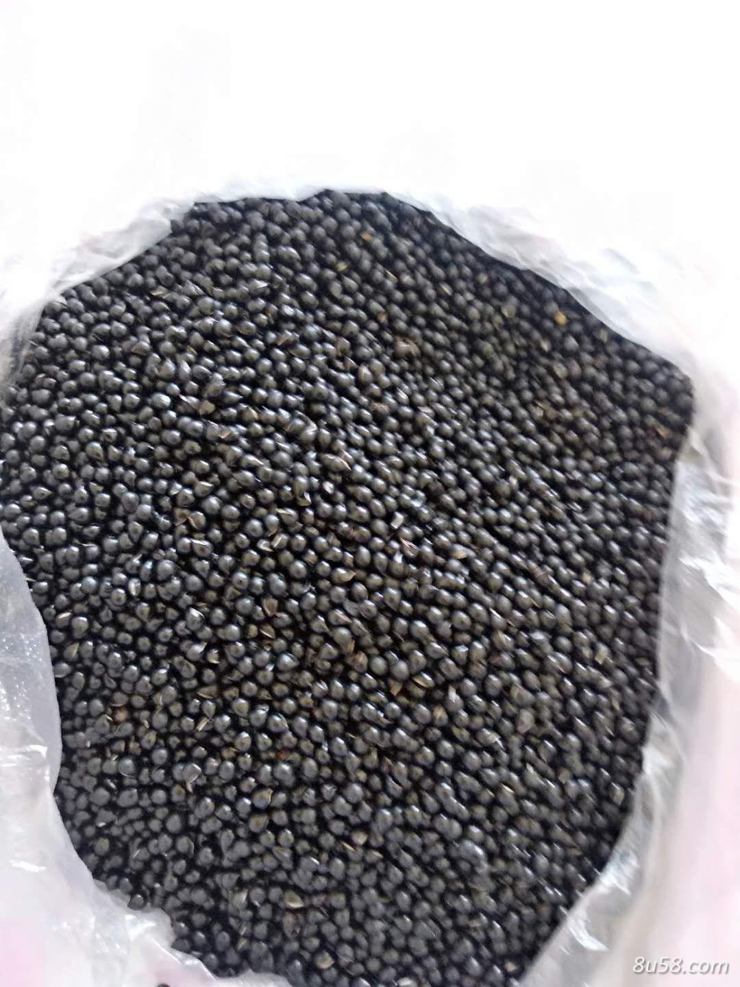 白鲜皮种子