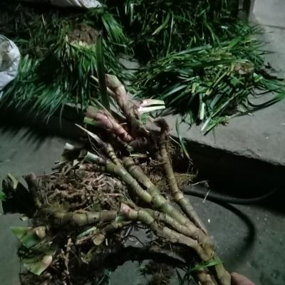四川野生中药材石菖蒲