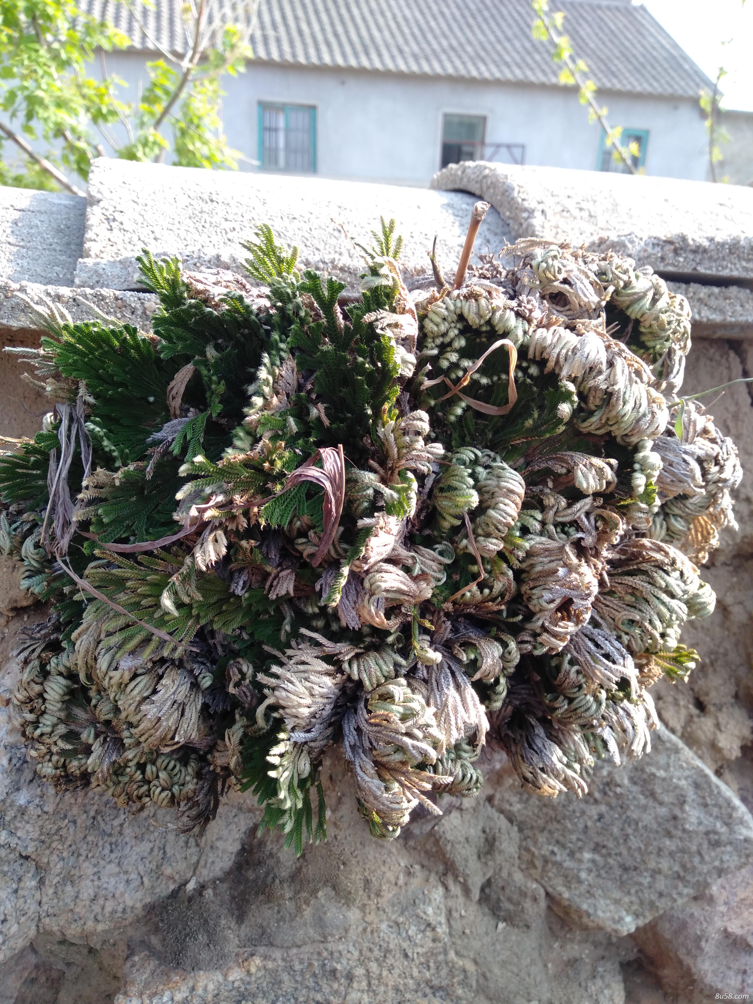 现有大量九死还魂草