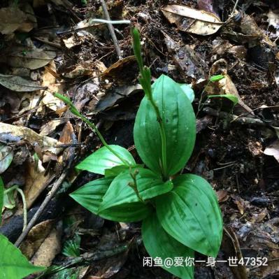 野生见血清
