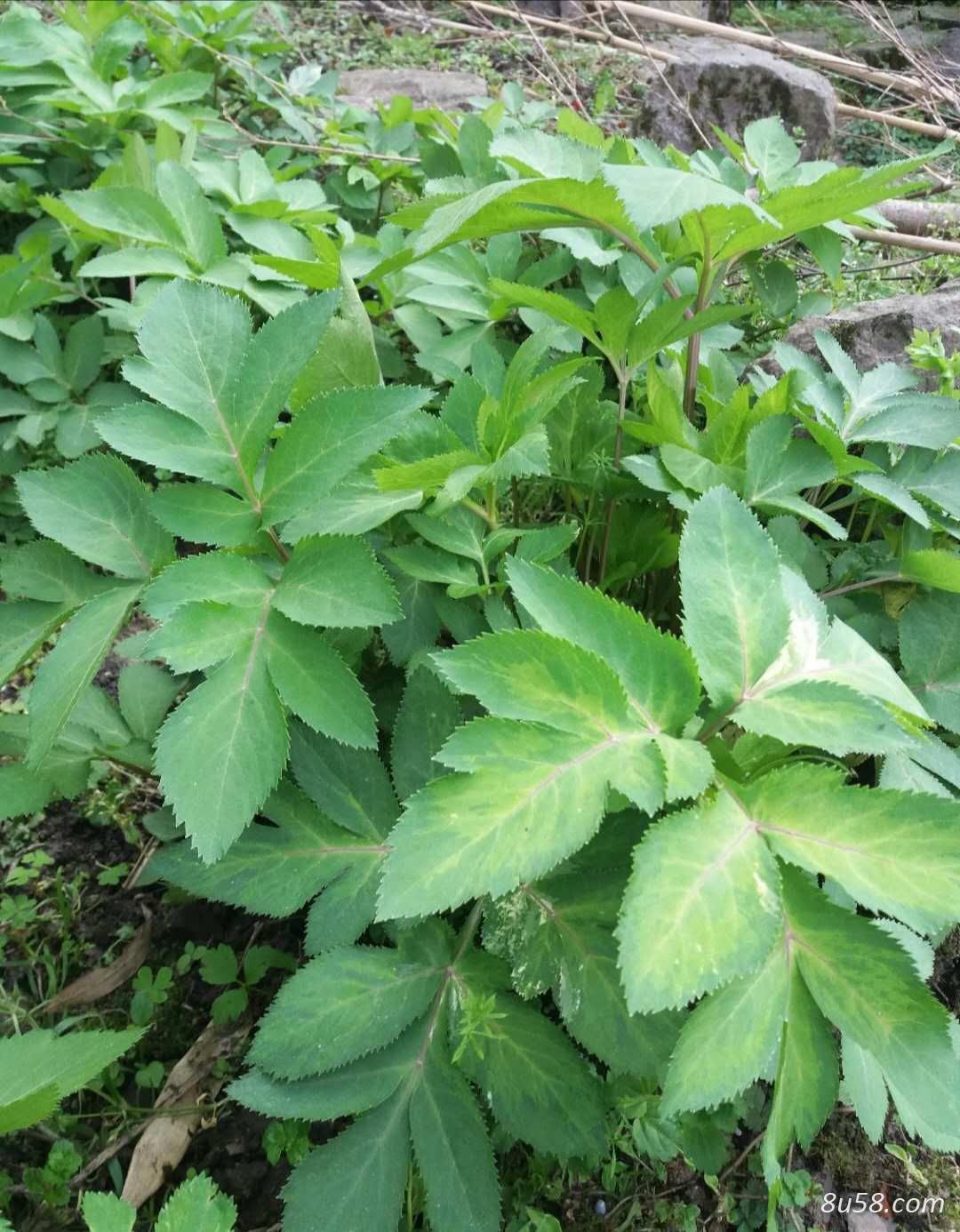 莫雄烈药材：紫花前胡