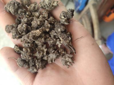 自家种植猫爪草