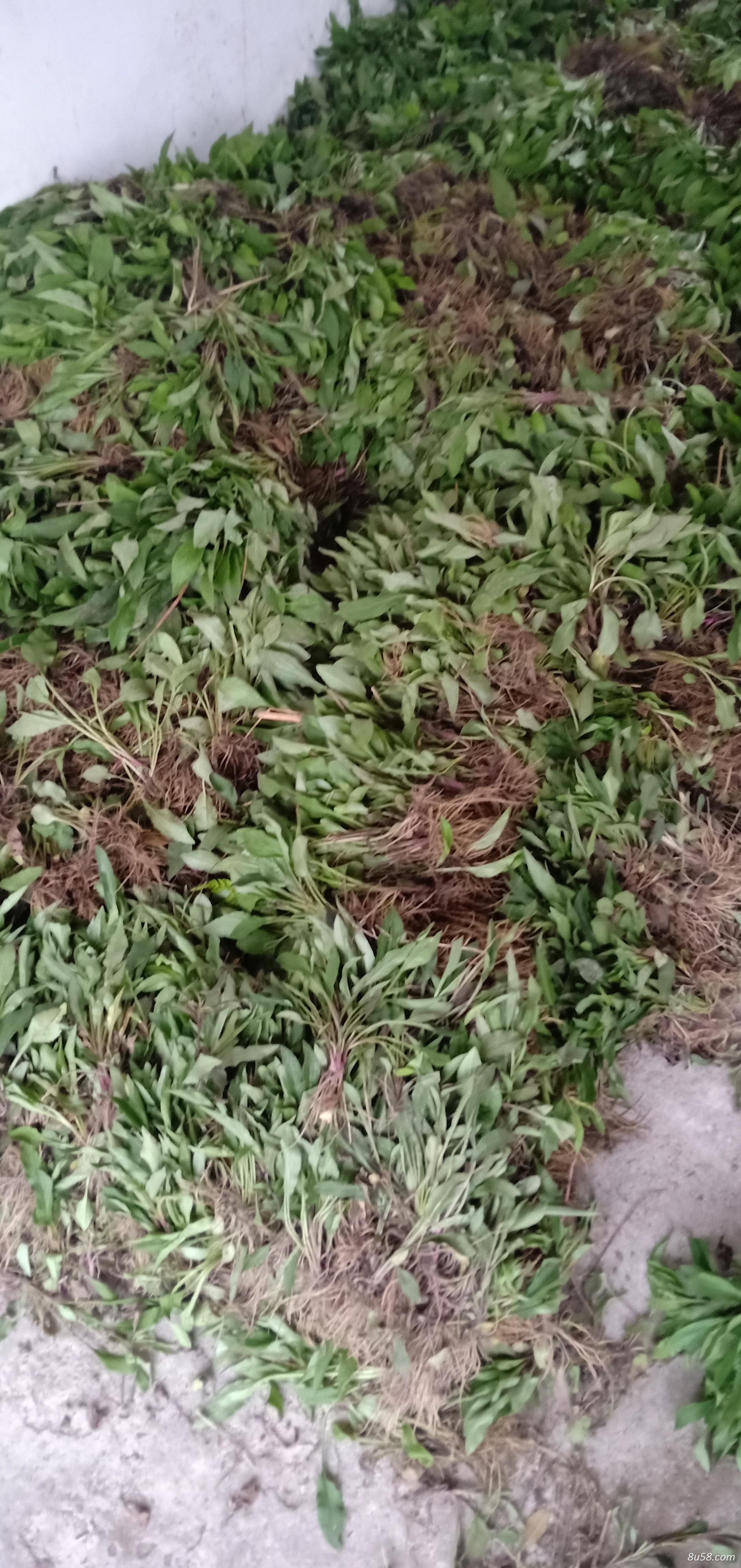 一支黄花苗贵州 一支黄花苗贵州