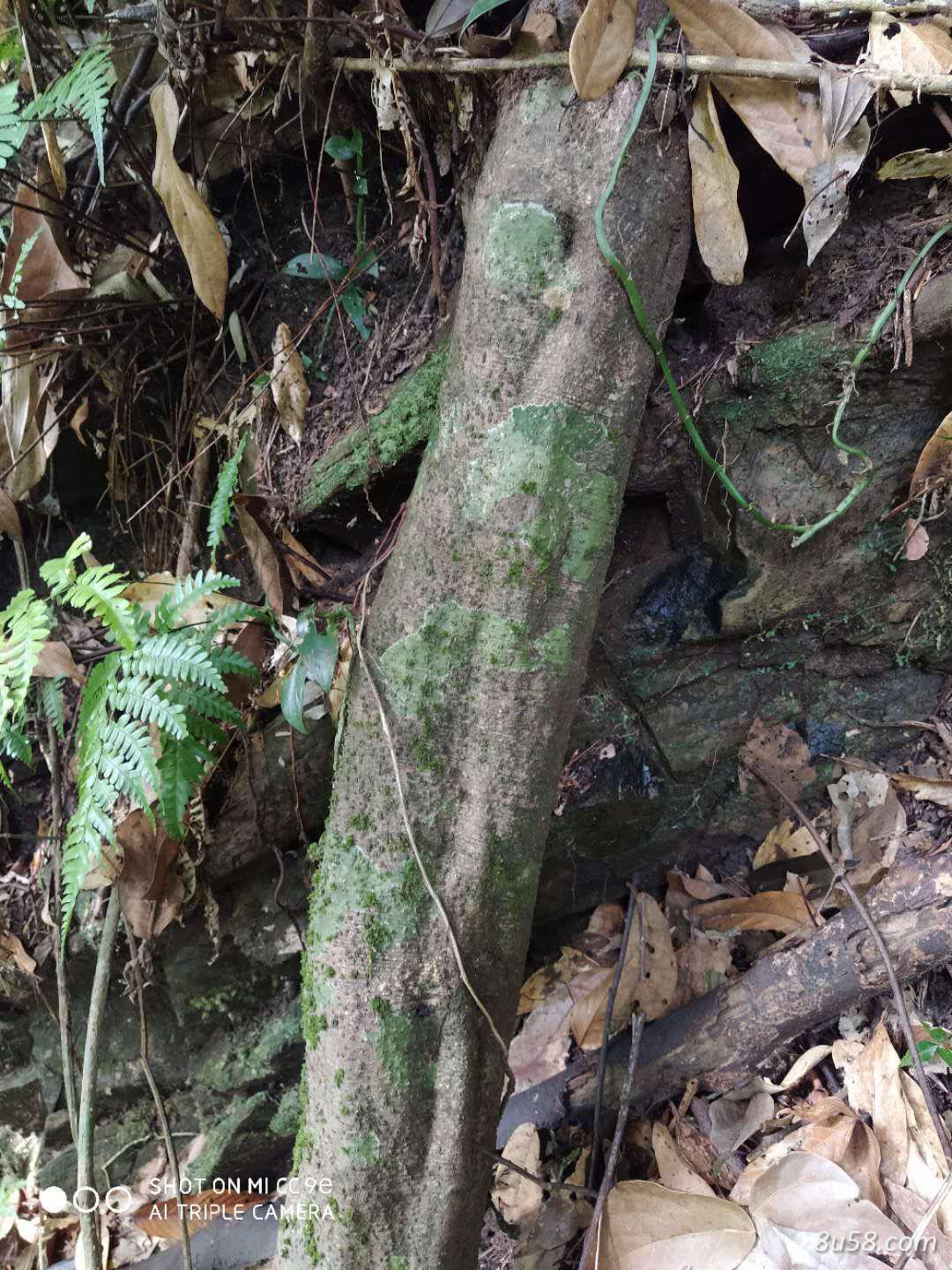 野生血藤，三叶血藤